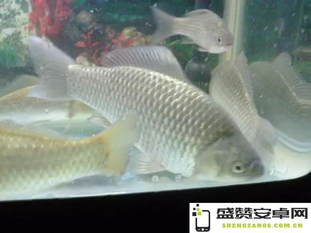 原神鱼花鳉鱼饵 原神鱼花鳉鱼饵深度解析