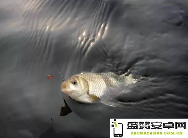 原神炮鲀的钓鱼时间及出没地点详细介绍，助你快速掌握捕捉技巧