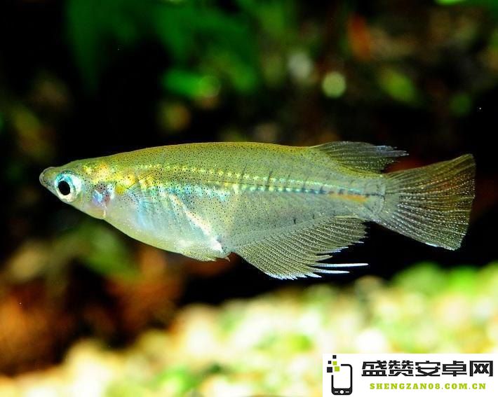 原神中的甜甜花鳉鱼：探索这一可爱生物背后的故事与秘密