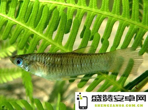 原神甜甜花鳉鱼
