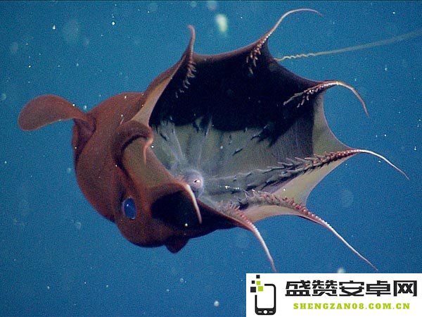 原神深海巨蜥在哪里 原神深海龙蜥位置探索