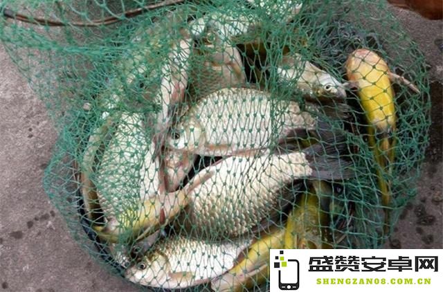 原神花鳉鱼饵推荐及最佳钓鱼攻略，了解花鳉用什么鱼饵更容易上钩