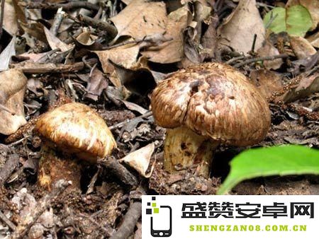 在原神游戏中，有哪些商人会出售松茸？原神的松茸获取途径如何？