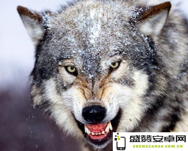 原神中Zowen狼王的名称及挑战攻略详解，带你深度解析如何应对强敌