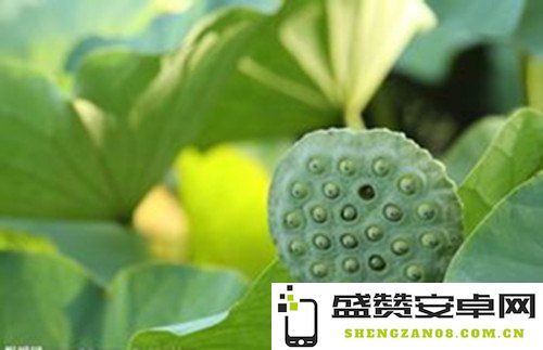 原神莲蓬采集地 原神莲蓬采集地全解析