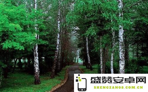 原神森林树苗圃后续 原神森林树苗圃后续：探索与培育的绿色之旅
